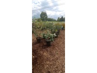 Greenhouse